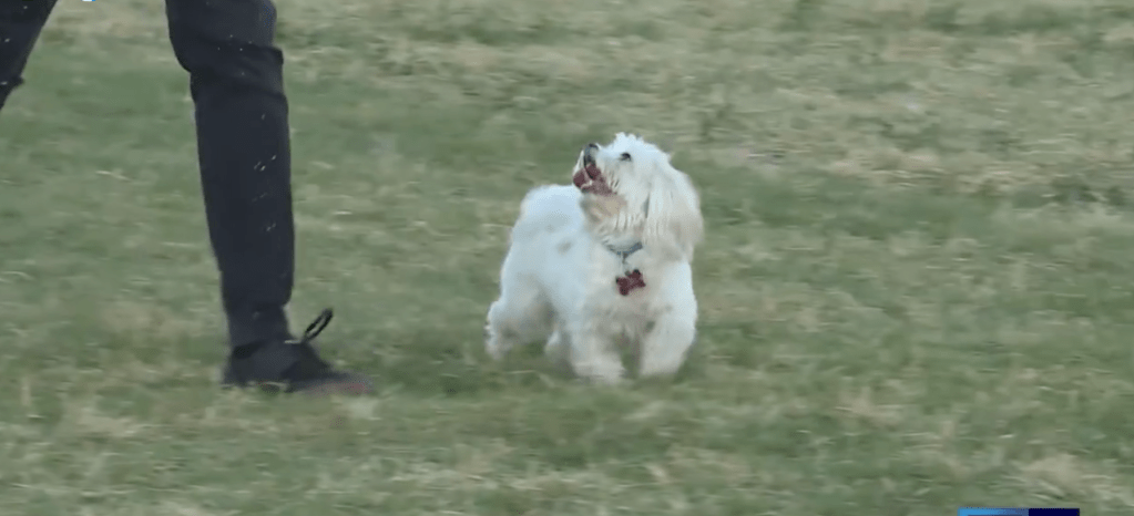 Rising mosquito population in Las Vegas valley impacting pet&nbsp;health